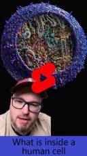 what is inside a human cell